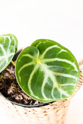 Anthurium x 'Dorayaki'